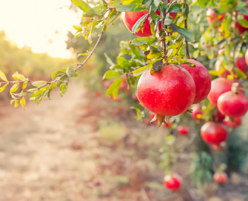 Pomanox® 帕瑪仕™ 濱海紅石榴，地中海珍寶