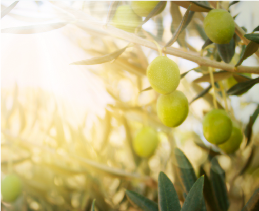 Mediteanox® 美得適™ 早摘橄欖果實