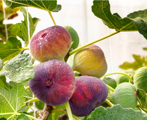 ABAlife® 逆境果™ 專利無花果